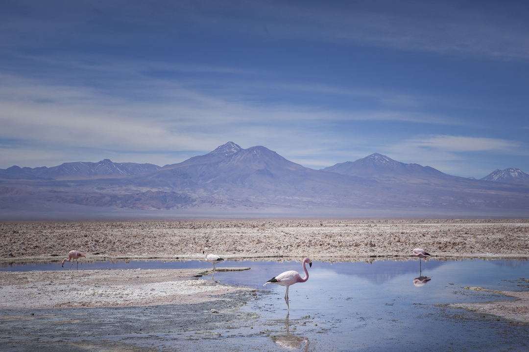 Atacama 8